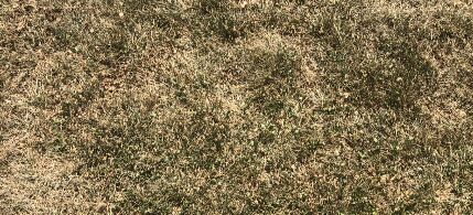 Dead grass